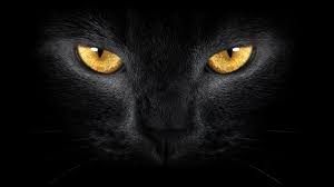 Gato negro ojos naranjas